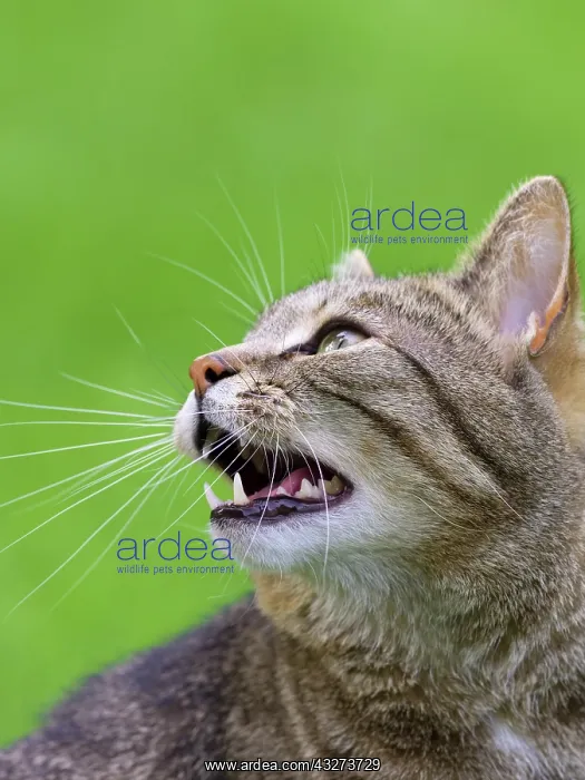 : Tabby Cat chattering at birds : Tabby Cat chattering at birds