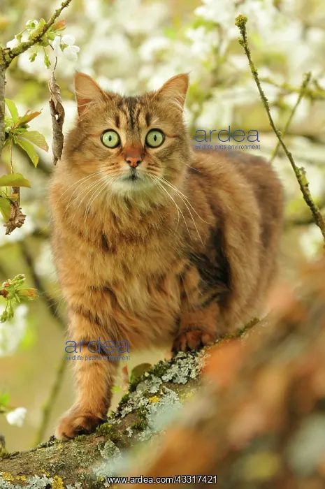 : Tabby cat on a cherry blossom branch in a garden : Tabby cat on a cherry blossom branch in a garden