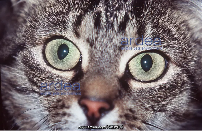: TABBY CAT - close-up of face : TABBY CAT - close-up of face
