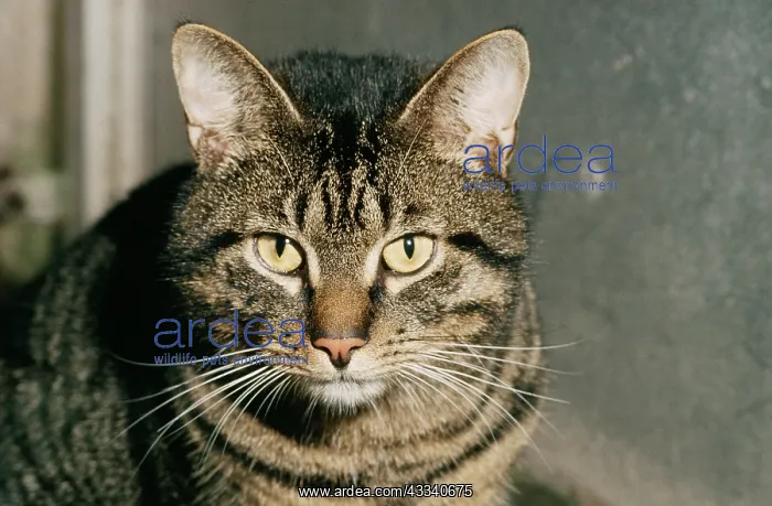  : TABBY CAT - Close-up of head