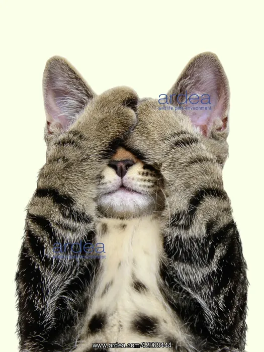 : Tabby cat covering eyes with paws : Tabby cat covering eyes with paws