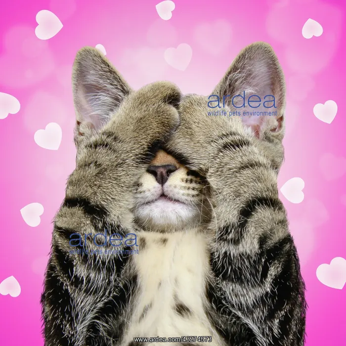 : Tabby cat covering eyes in front of a pink hearts background : Tabby cat covering eyes in front of a pink hearts background
