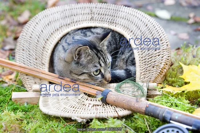 : Tabby cat in a creel Oberbruck Haut-Rhin : Tabby cat in a creel Oberbruck Haut-Rhin