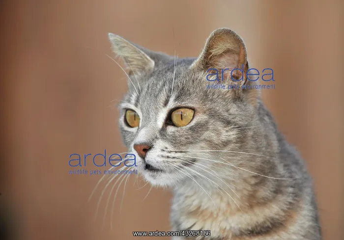 : Tabby cat, Dolcedo, Riviera dei Fiori, Liguria : Tabby cat, Dolcedo, Riviera dei Fiori, Liguria