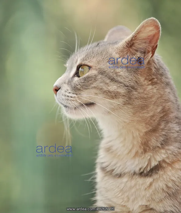 : Tabby cat, Dolcedo, Riviera dei Fiori, Liguria : Tabby cat, Dolcedo, Riviera dei Fiori, Liguria