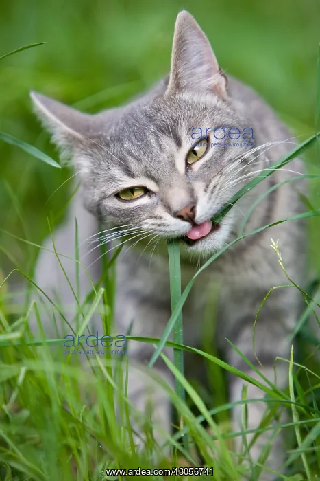  : Tabby cat eating a stalk of grass France
