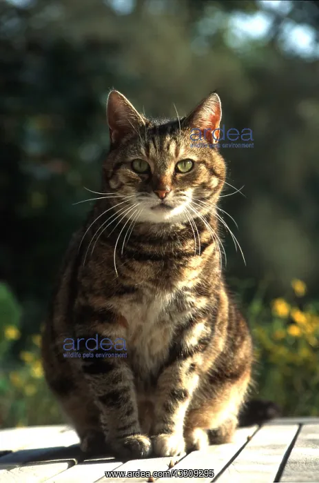: TABBY CAT - female sitting on garden table : TABBY CAT - female sitting on garden table