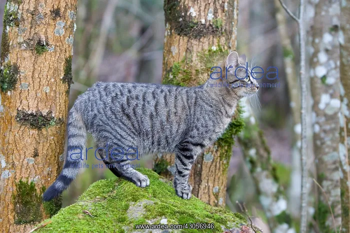 : Tabby cat in the forest Oberbruck in the Haut-Rhin : Tabby cat in the forest Oberbruck in the Haut-Rhin