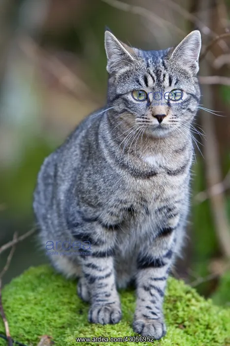: Tabby cat in the forest Oberbruck in the Haut-Rhin : Tabby cat in the forest Oberbruck in the Haut-Rhin