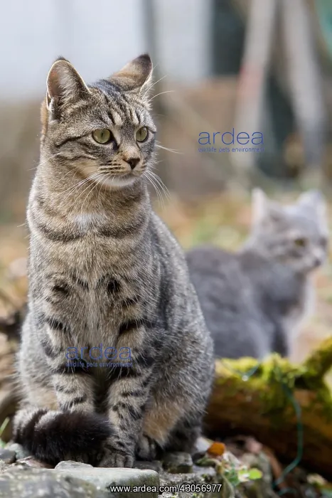 : Tabby cat in the forest Oberbruck Haut-Rhin : Tabby cat in the forest Oberbruck Haut-Rhin