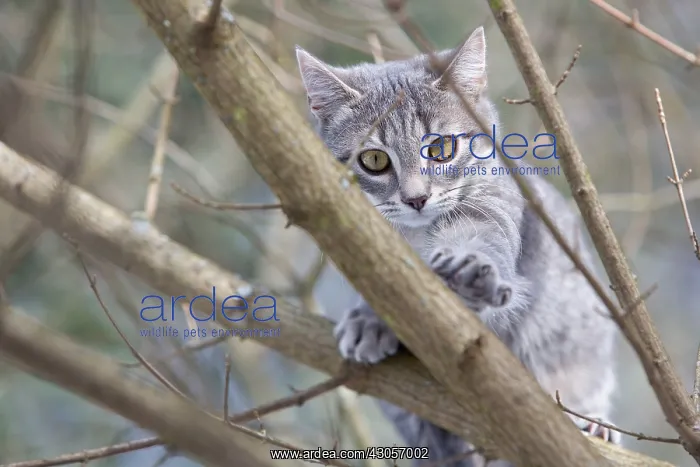 : Tabby cat in forest Oberbruck Haut Rhin : Tabby cat in forest Oberbruck Haut Rhin