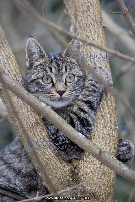 : Tabby cat in forest Oberbruck Haut Rhin : Tabby cat in forest Oberbruck Haut Rhin