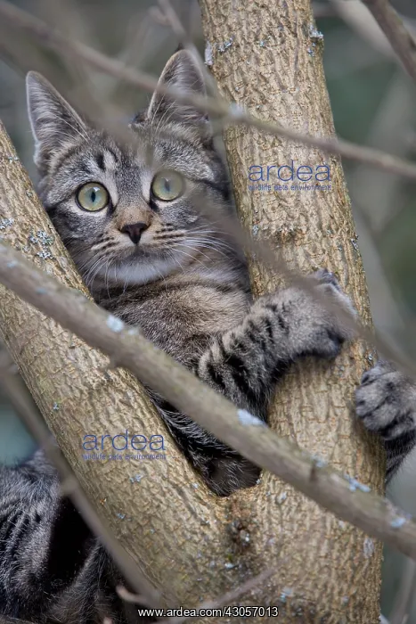  : Tabby cat in forest Oberbruck Haut Rhin