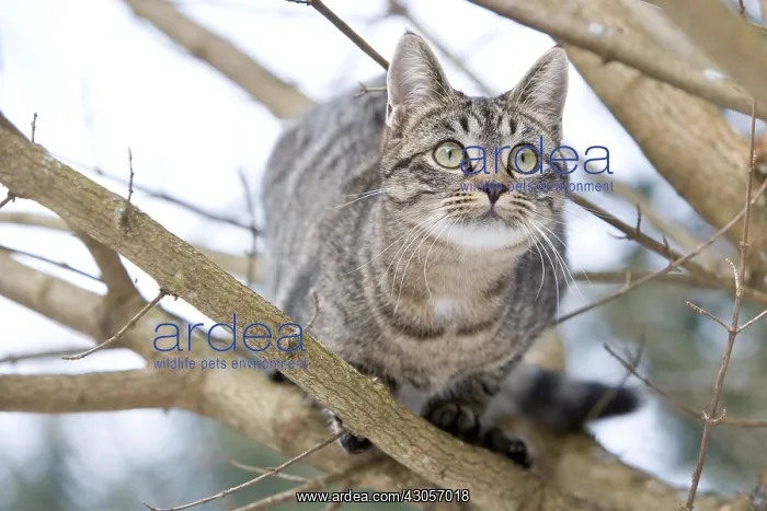 : Tabby cat in forest Oberbruck Haut Rhin : Tabby cat in forest Oberbruck Haut Rhin
