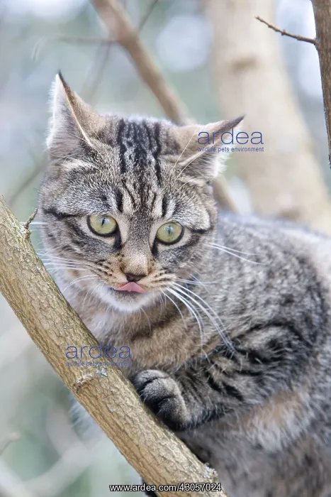  : Tabby cat in forest Oberbruck Haut Rhin
