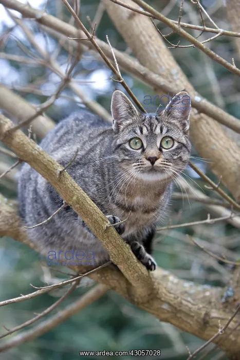 : Tabby cat in forest Oberbruck Haut Rhin : Tabby cat in forest Oberbruck Haut Rhin