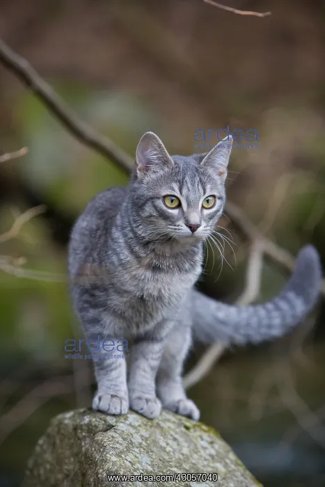 : Tabby cat in forest Oberbruck Haut Rhin : Tabby cat in forest Oberbruck Haut Rhin