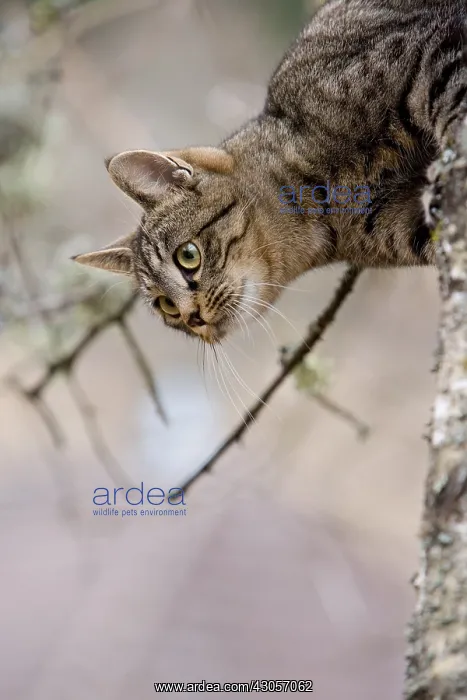  : Tabby Cat in the forest Oberbruck Haut-Rhin