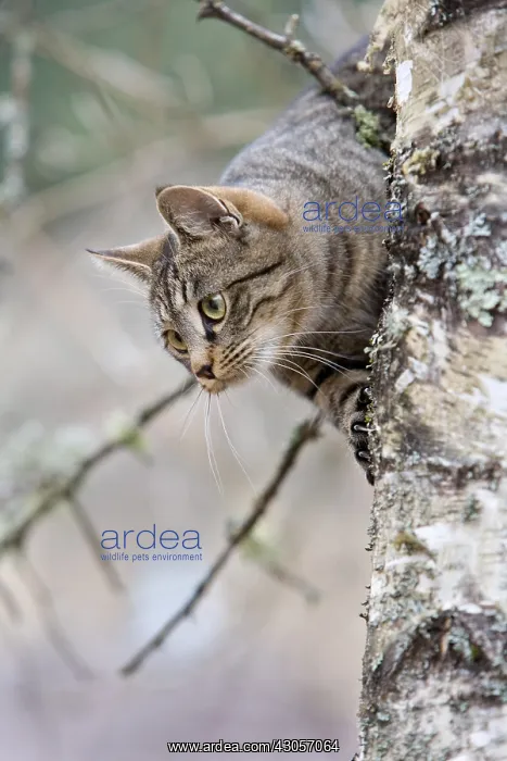: Tabby Cat in the forest Oberbruck Haut-Rhin : Tabby Cat in the forest Oberbruck Haut-Rhin
