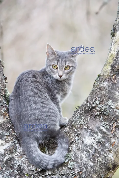  : Tabby Cat in the forest Oberbruck Haut-Rhin
