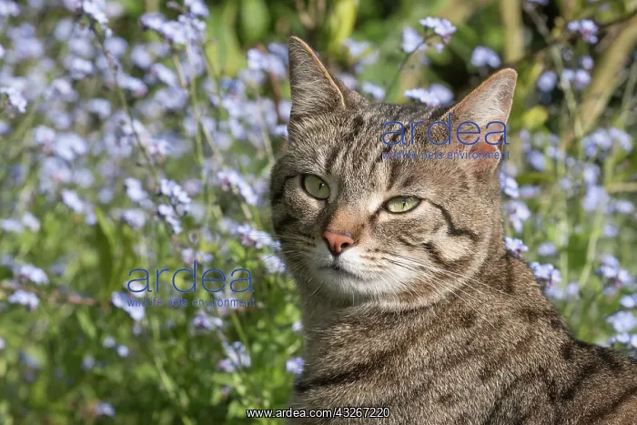 : Tabby Cat in front of Forget-me-nots : Tabby Cat in front of Forget-me-nots