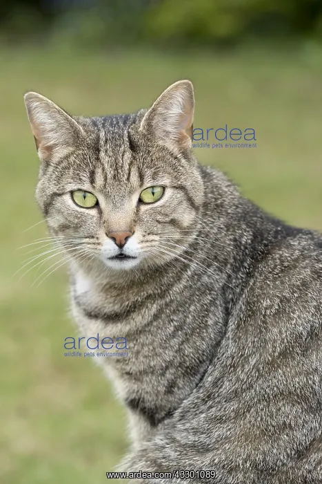  : Tabby Cat in garden