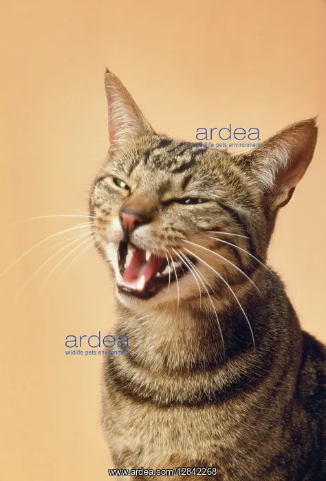 : TABBY CAT - head shot mouth open miaowing : TABBY CAT - head shot mouth open miaowing