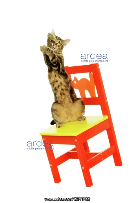  : Tabby Cat on hind legs on chair
