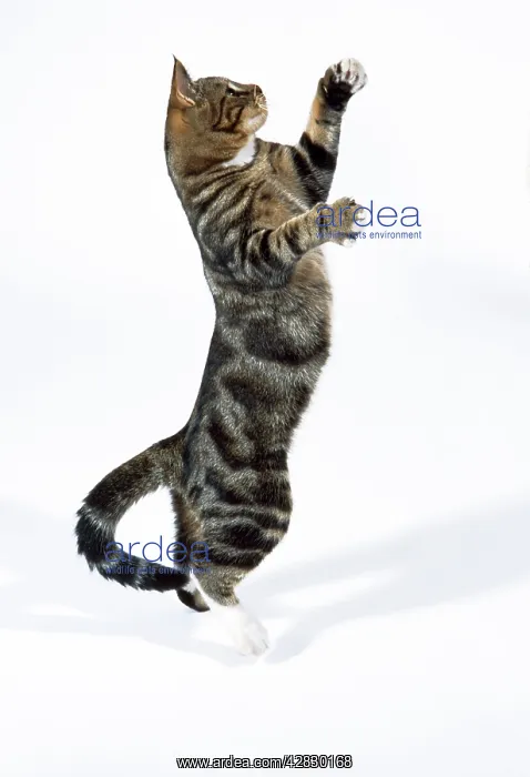 : Tabby Cat - on hind legs playing : Tabby Cat - on hind legs playing