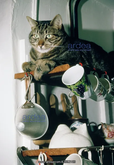 : Tabby Cat - on kitchen shelf : Tabby Cat - on kitchen shelf