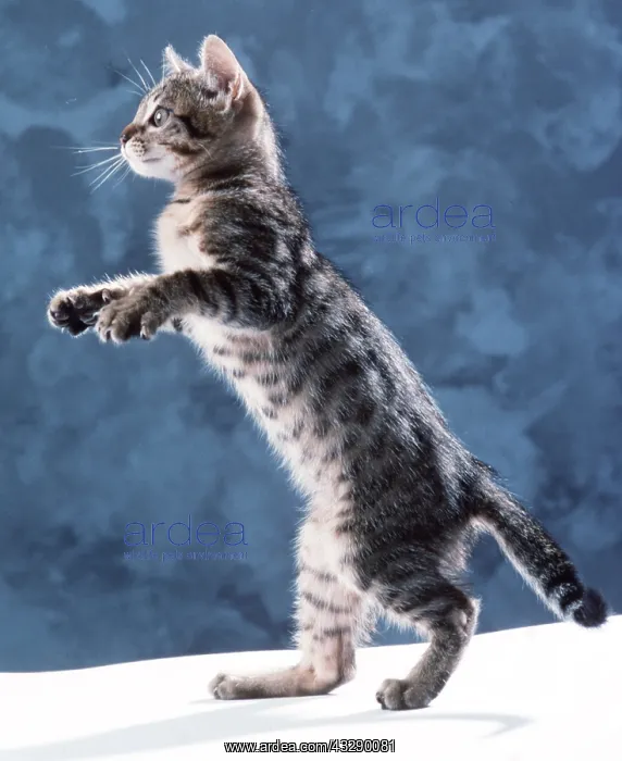 : Tabby CAT - Kitten : Tabby CAT - Kitten