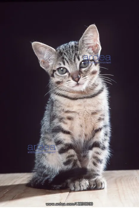 : TABBY CAT - kitten : TABBY CAT - kitten