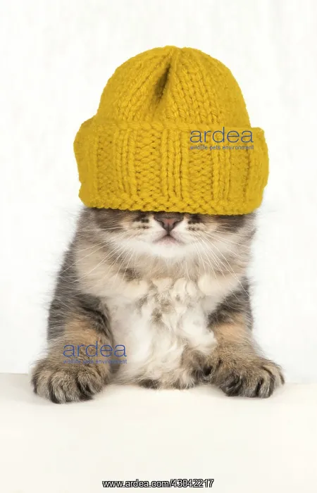 : Tabby Cat, kitten about 7 weeks old wearing woolly : Tabby Cat, kitten about 7 weeks old wearing woolly