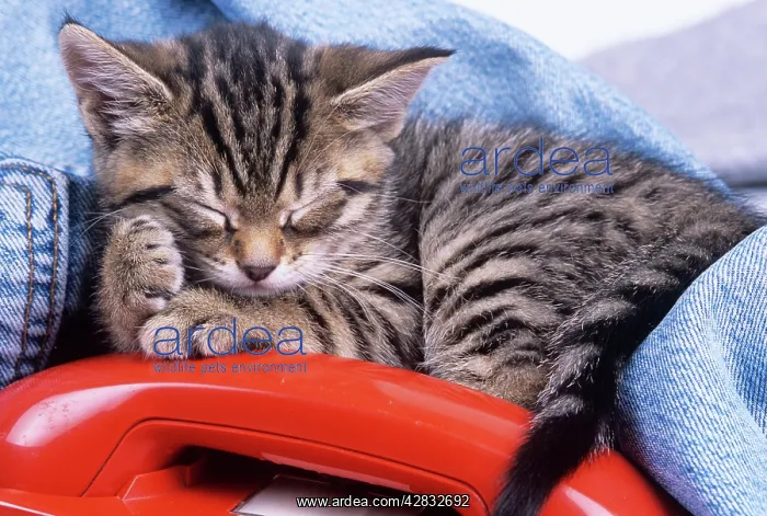: Tabby CAT kitten - asleep with telephone : Tabby CAT kitten - asleep with telephone