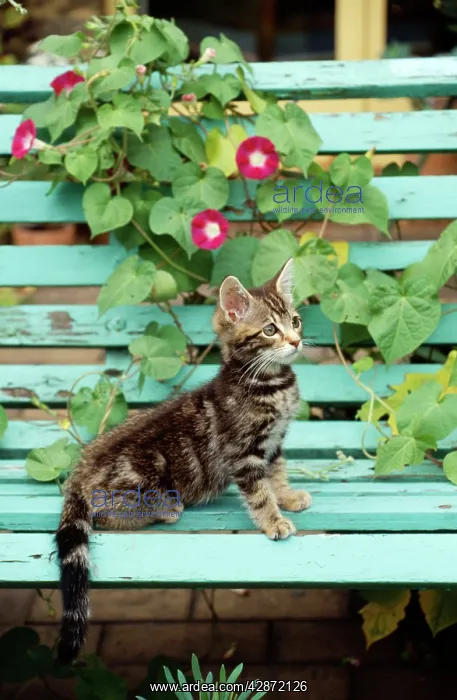  : TABBY CAT - KITTEN ON BENCH
