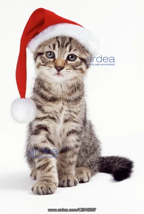  : Tabby Cat - kitten with Christmas hat