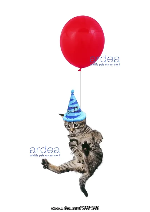 : Tabby Cat, Kitten dangling from balloon wearing : Tabby Cat, Kitten dangling from balloon wearing