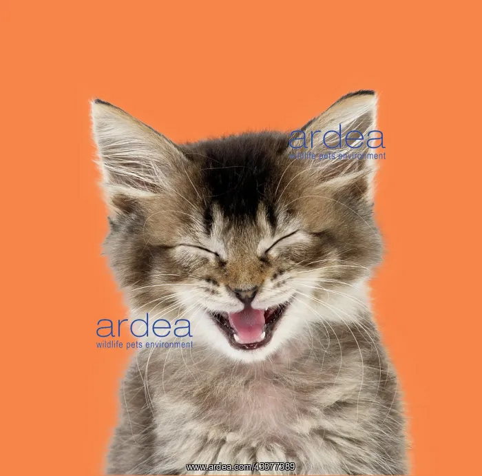 : Tabby Cat, kitten eyes closed singing with mouth open : Tabby Cat, kitten eyes closed singing with mouth open