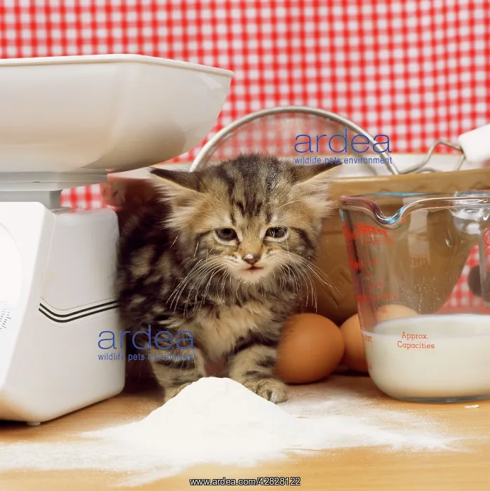 : Tabby Cat - kitten with flour on nose & whiskers : Tabby Cat - kitten with flour on nose & whiskers