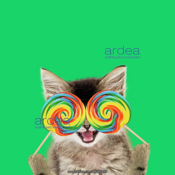 : Tabby Cat, kitten holding lollipops, mouth open : Tabby Cat, kitten holding lollipops, mouth open