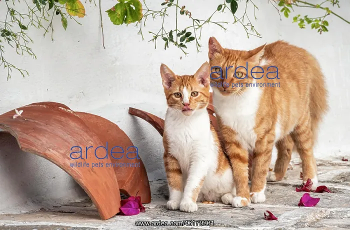 : Tabby cat with kitten, Paros, Cyclades, Aegean Sea : Tabby cat with kitten, Paros, Cyclades, Aegean Sea