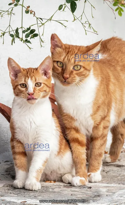 : Tabby cat with kitten, Paros, Cyclades, Aegean Sea : Tabby cat with kitten, Paros, Cyclades, Aegean Sea