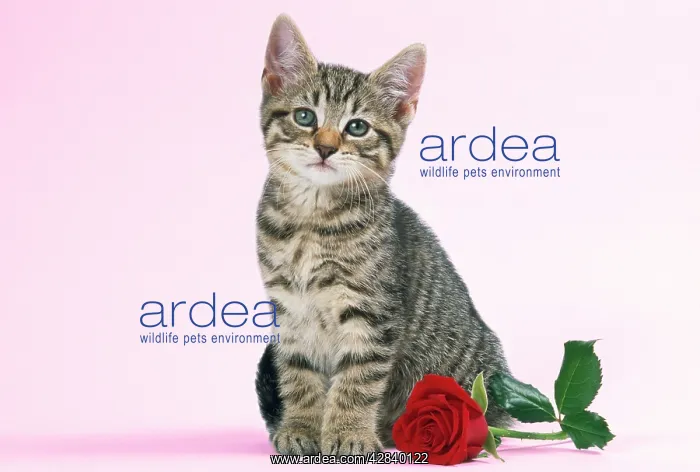: Tabby Cat - kitten with rose : Tabby Cat - kitten with rose