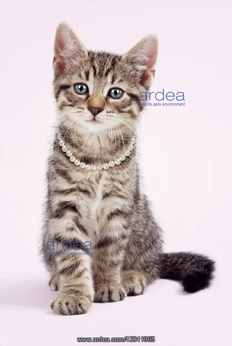  : Tabby Cat, kitten sitting wearing necklace
