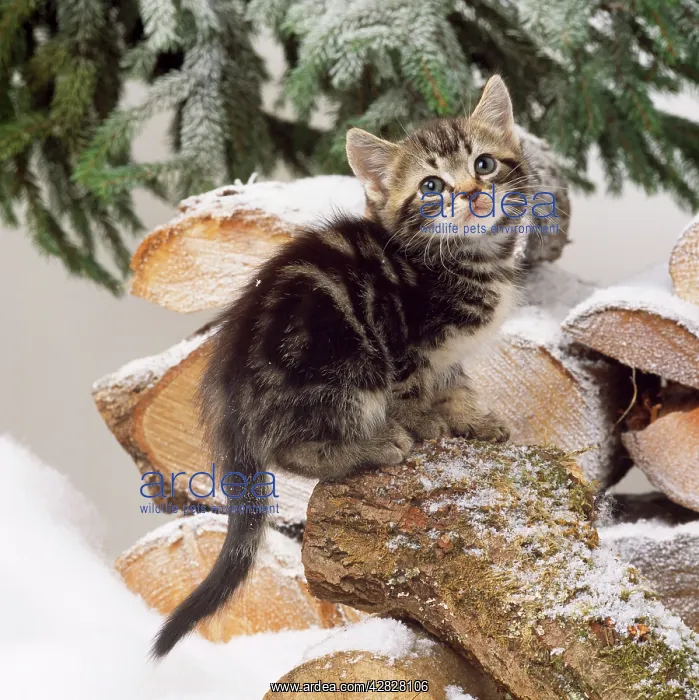 : Tabby Cat - kitten on snow covered logs : Tabby Cat - kitten on snow covered logs
