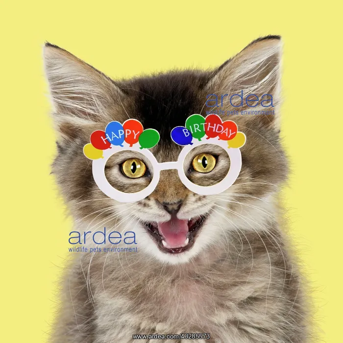 : Tabby Cat, kitten wearing Happy Birthday glasses : Tabby Cat, kitten wearing Happy Birthday glasses