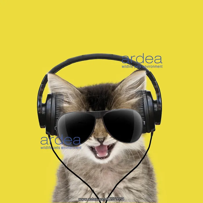 : Tabby Cat, kitten wearing headphones and sunglasses : Tabby Cat, kitten wearing headphones and sunglasses