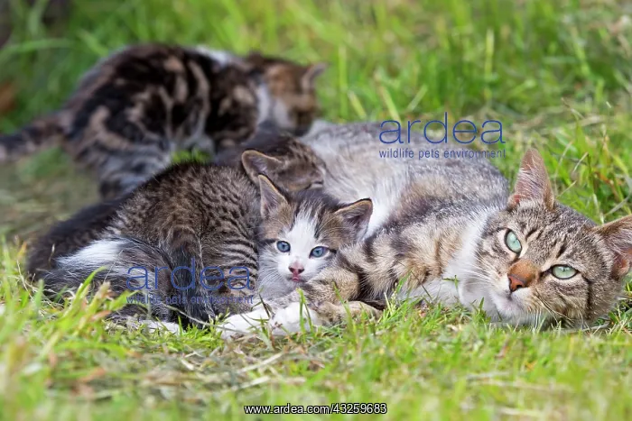 : Tabby cat and kittens in the grass-Torres del Paine Chile : Tabby cat and kittens in the grass-Torres del Paine Chile