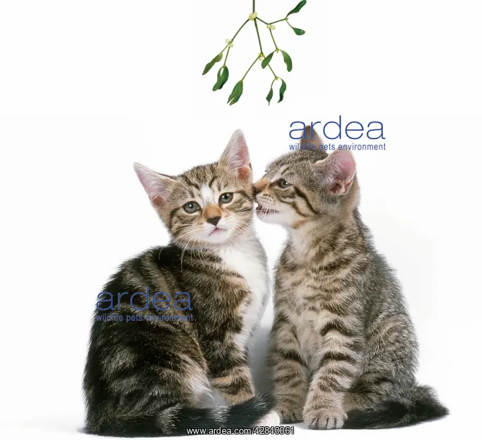  : Tabby Cat - two kittens kissing under mistletoe