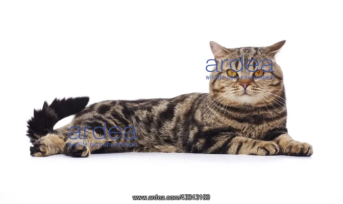  : Tabby cat, lying down